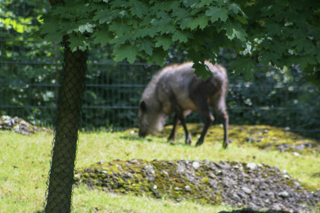 Berliner Zoo