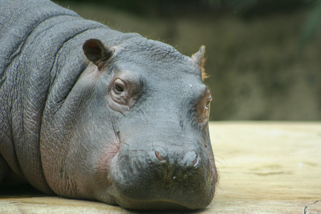 Berliner Zoo