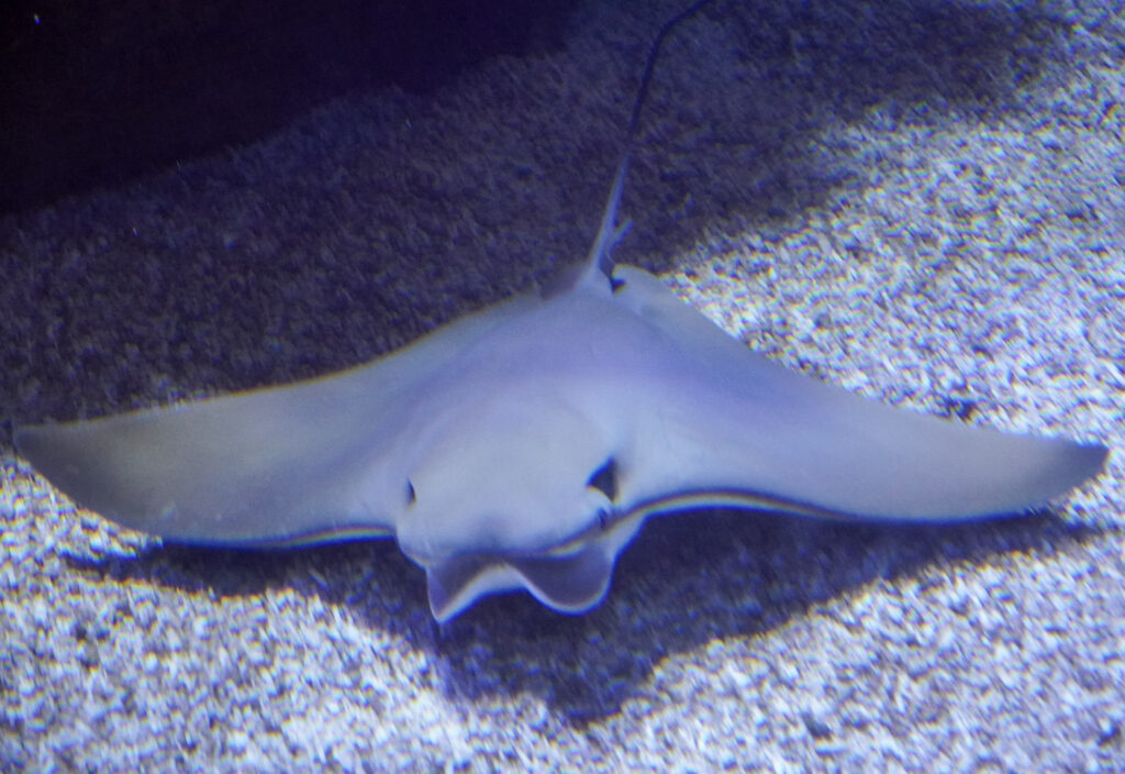 Aquazoo L&ouml;bbecke Museum D&uuml;sseldorf