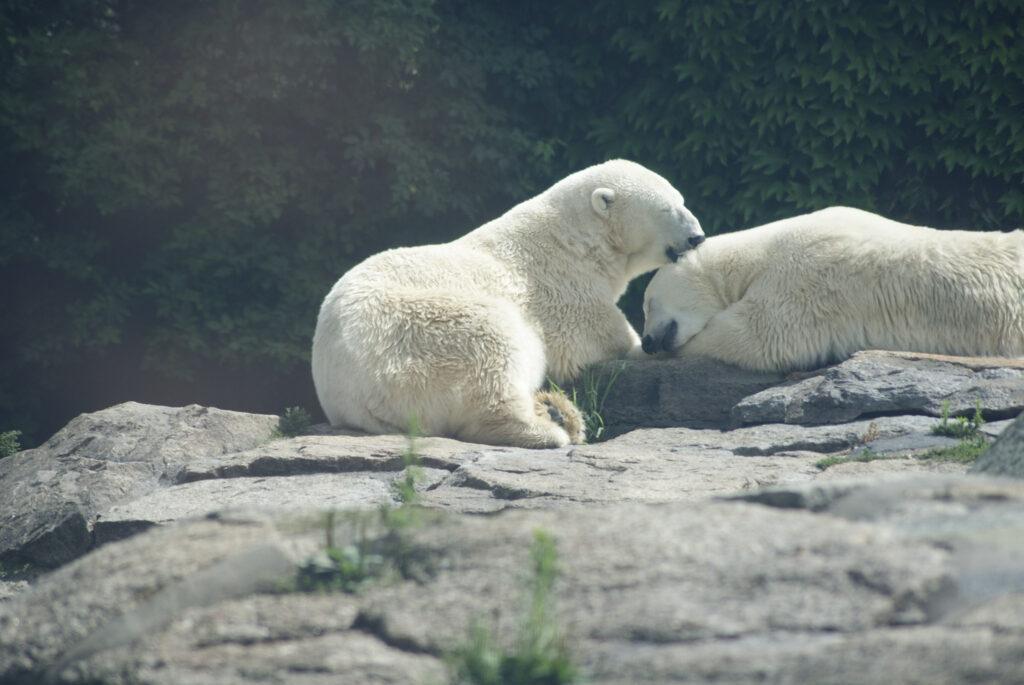 Berliner Zoo