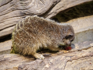 Alwetterzoo Münster Alwetterzoo Münster
