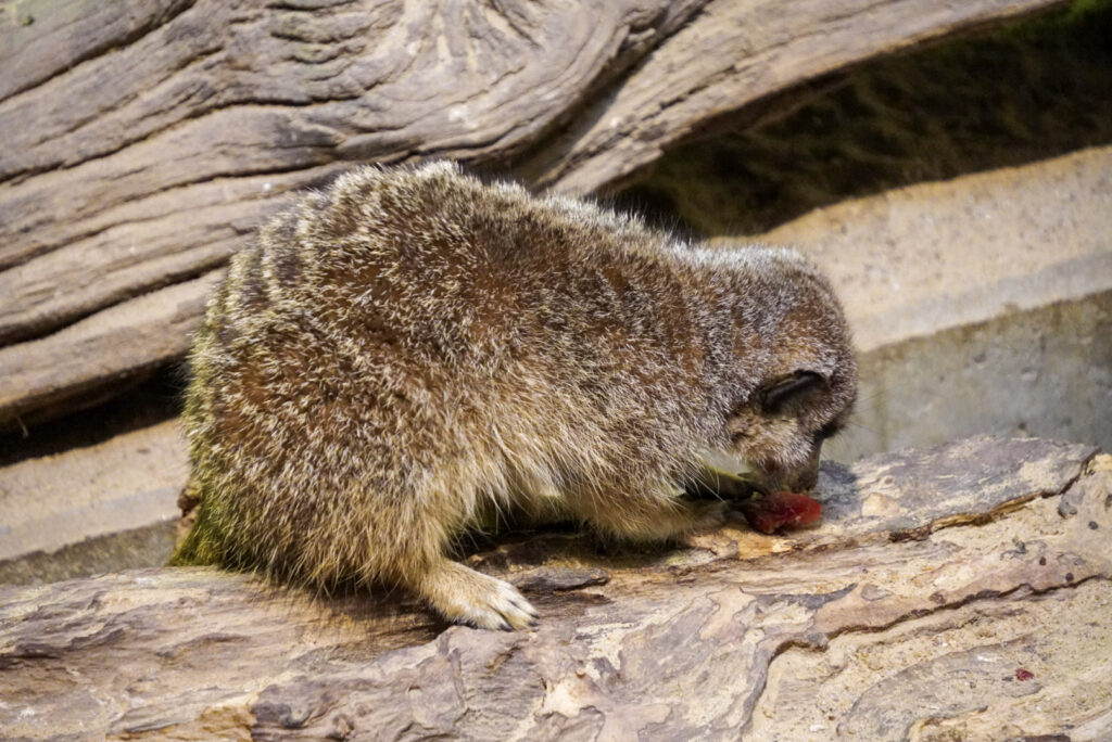 Alwetterzoo Münster Alwetterzoo Münster