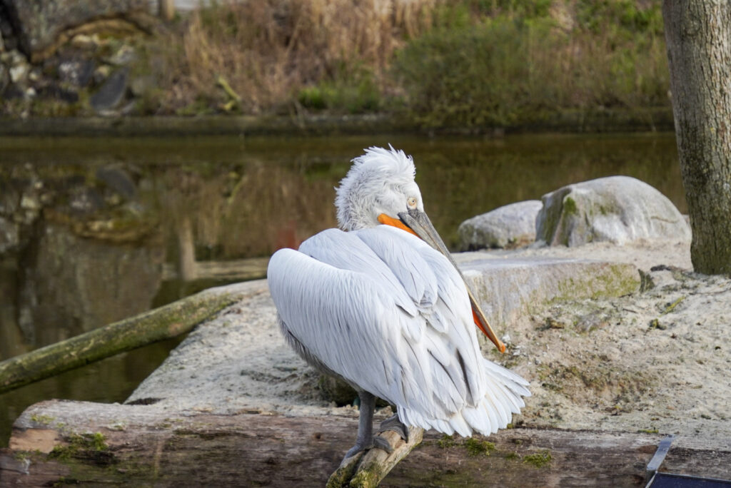 Alwetterzoo Münster Alwetterzoo Münster