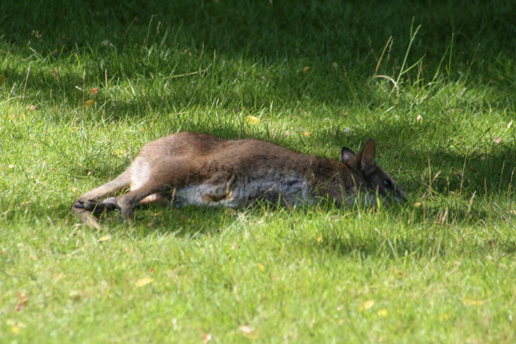 Berliner Zoo