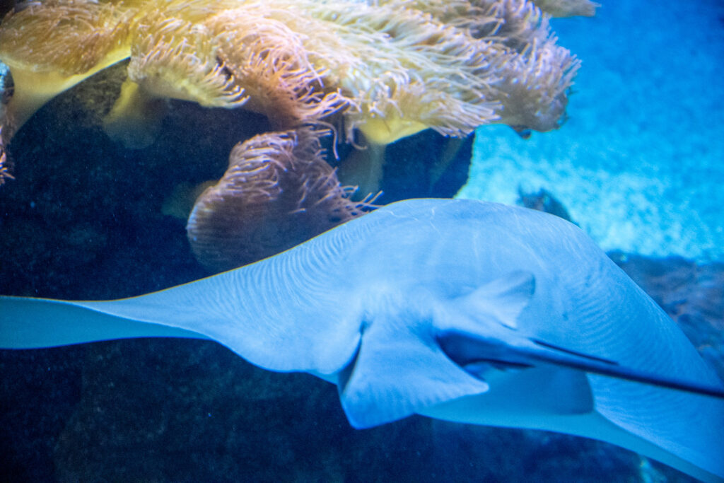 Aquazoo L&ouml;bbecke Museum D&uuml;sseldorf