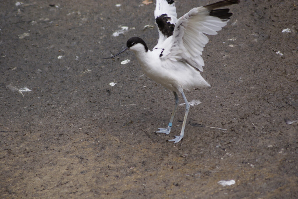 Berliner Zoo