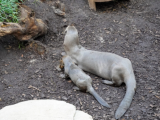 Alwetterzoo Münster Alwetterzoo Münster