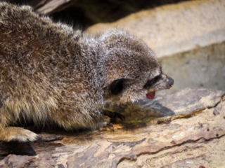 Alwetterzoo Münster Alwetterzoo Münster