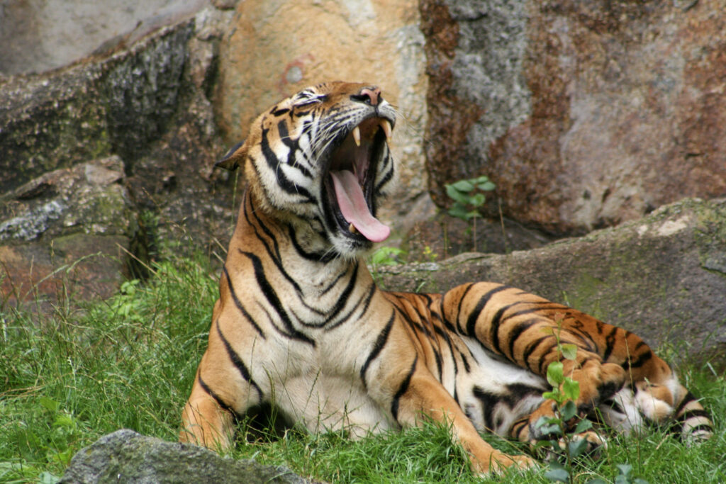 Berliner Zoo