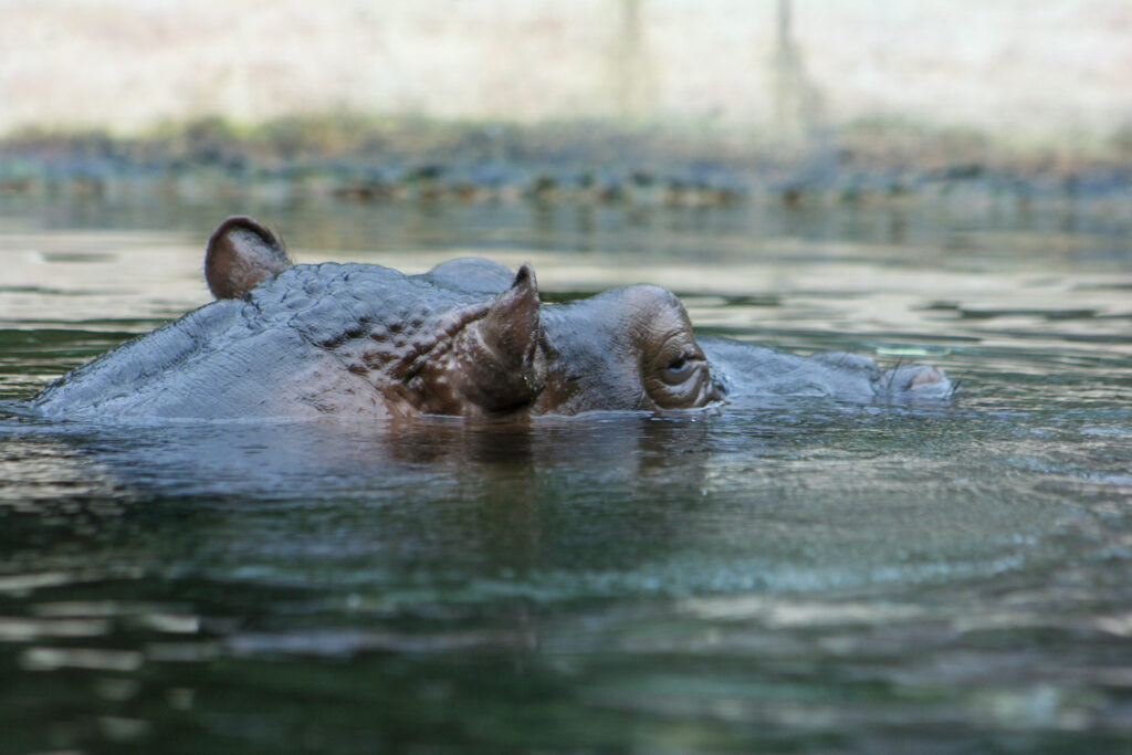 Berliner Zoo