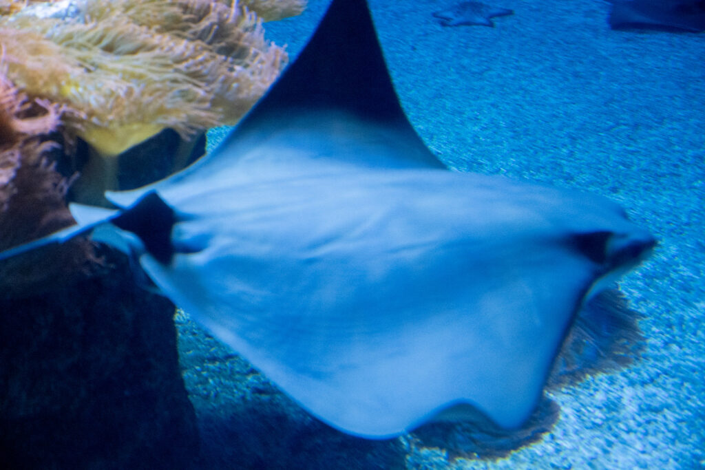 Aquazoo L&ouml;bbecke Museum D&uuml;sseldorf