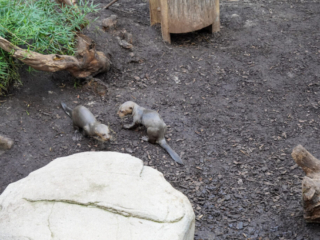Alwetterzoo Münster Alwetterzoo Münster