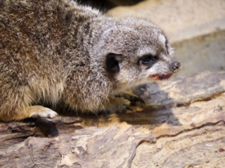 Alwetterzoo Münster Alwetterzoo Münster