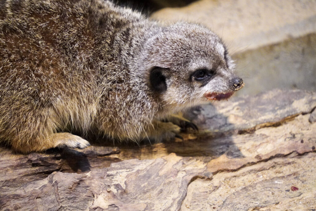 Alwetterzoo Münster Alwetterzoo Münster