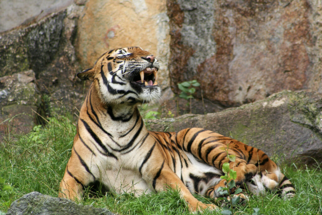 Berliner Zoo