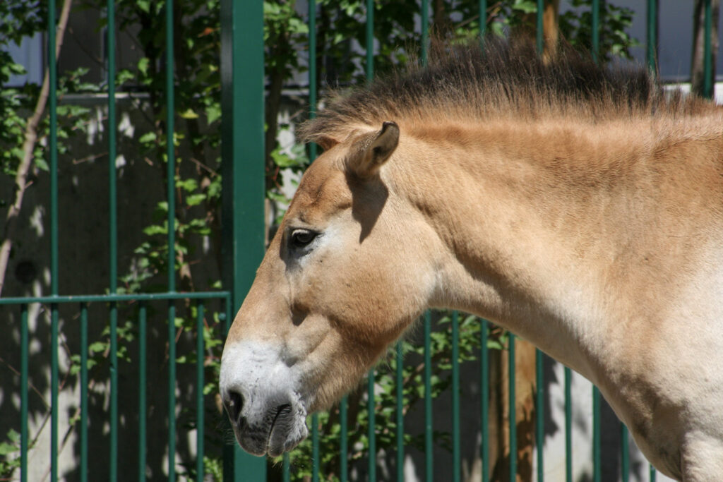 Berliner Zoo