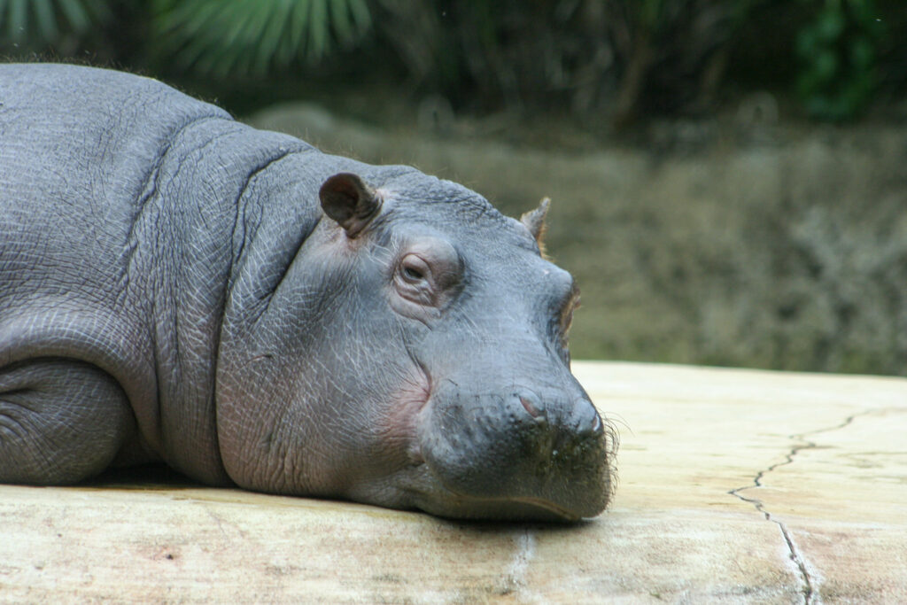 Berliner Zoo