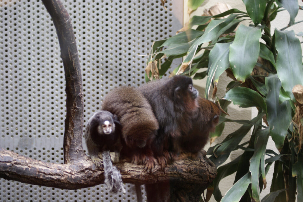 Berliner Zoo