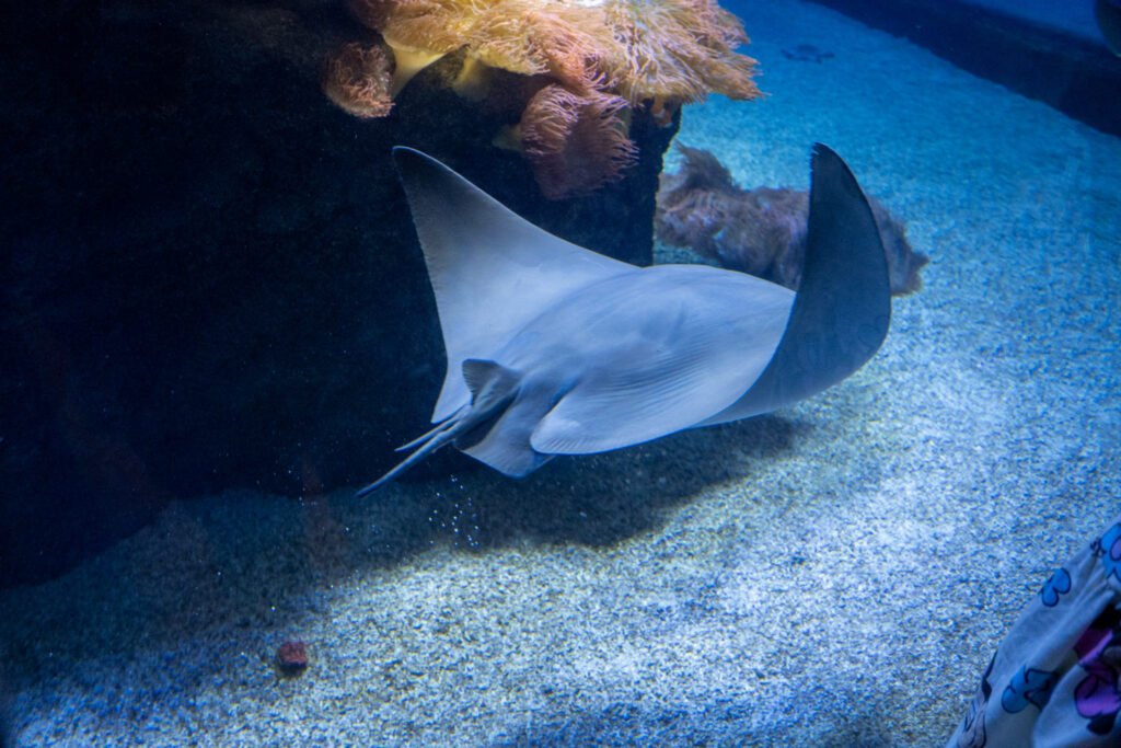 Aquazoo L&ouml;bbecke Museum D&uuml;sseldorf