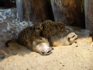 Alwetterzoo Münster Alwetterzoo Münster