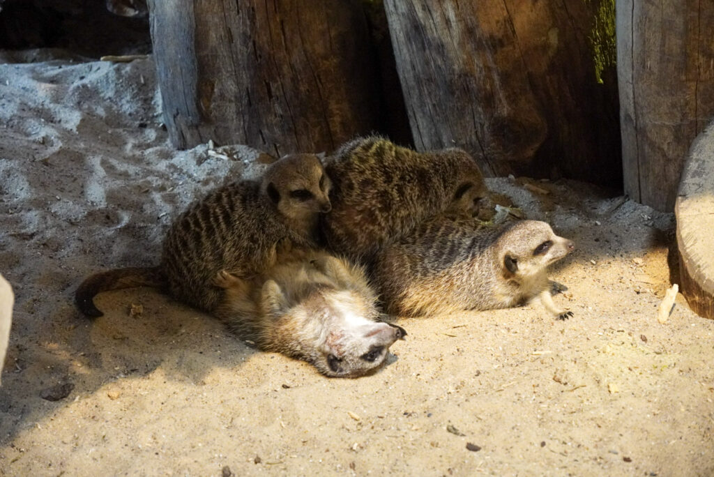 Alwetterzoo Münster Alwetterzoo Münster