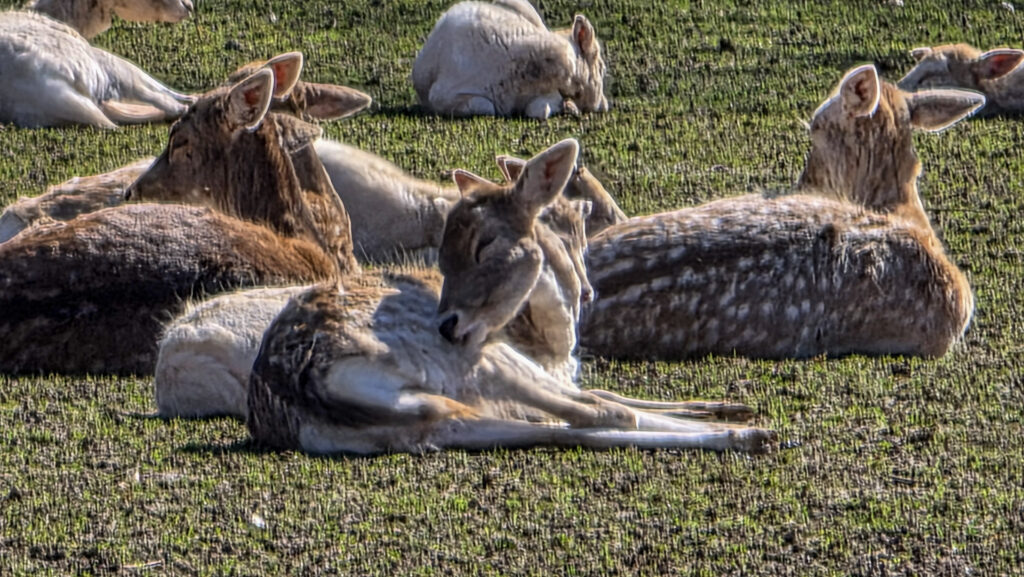 Br&uuml;ckenkopfpark J&uuml;lich