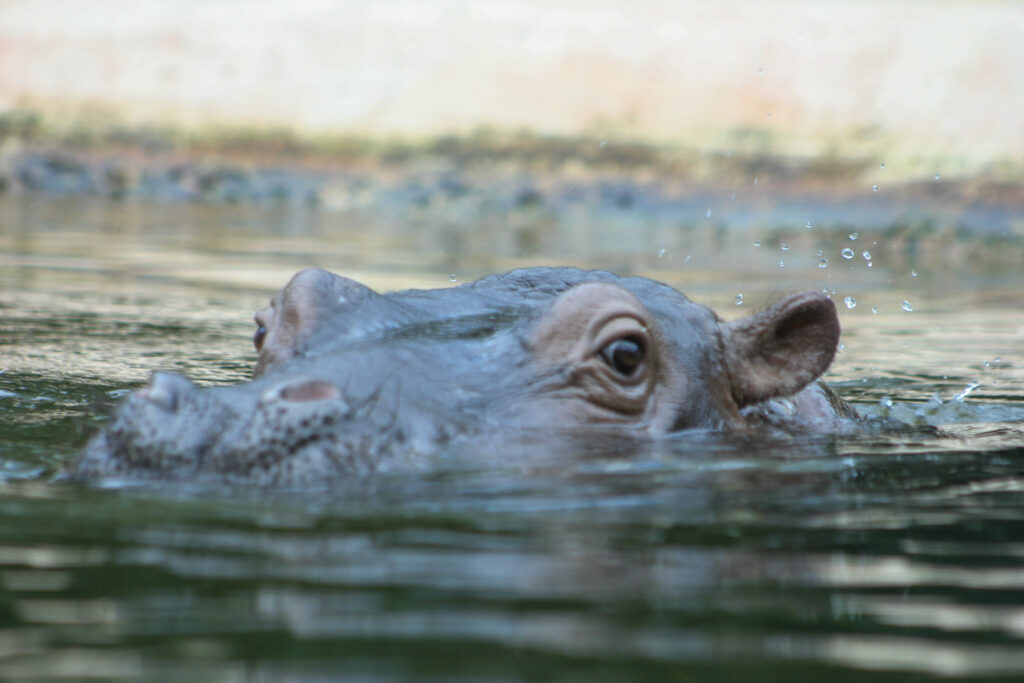 Berliner Zoo