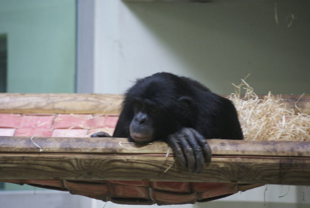 Berliner Zoo