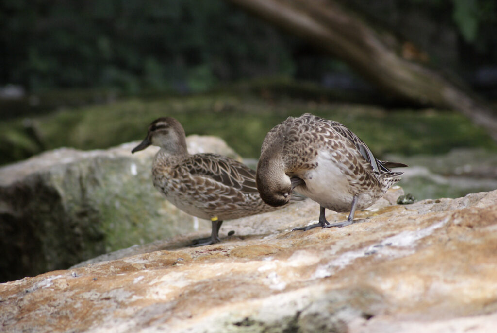 Berliner Zoo