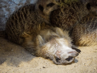 Alwetterzoo Münster Alwetterzoo Münster