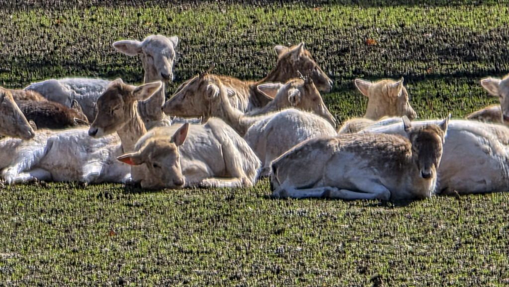 Br&uuml;ckenkopfpark J&uuml;lich