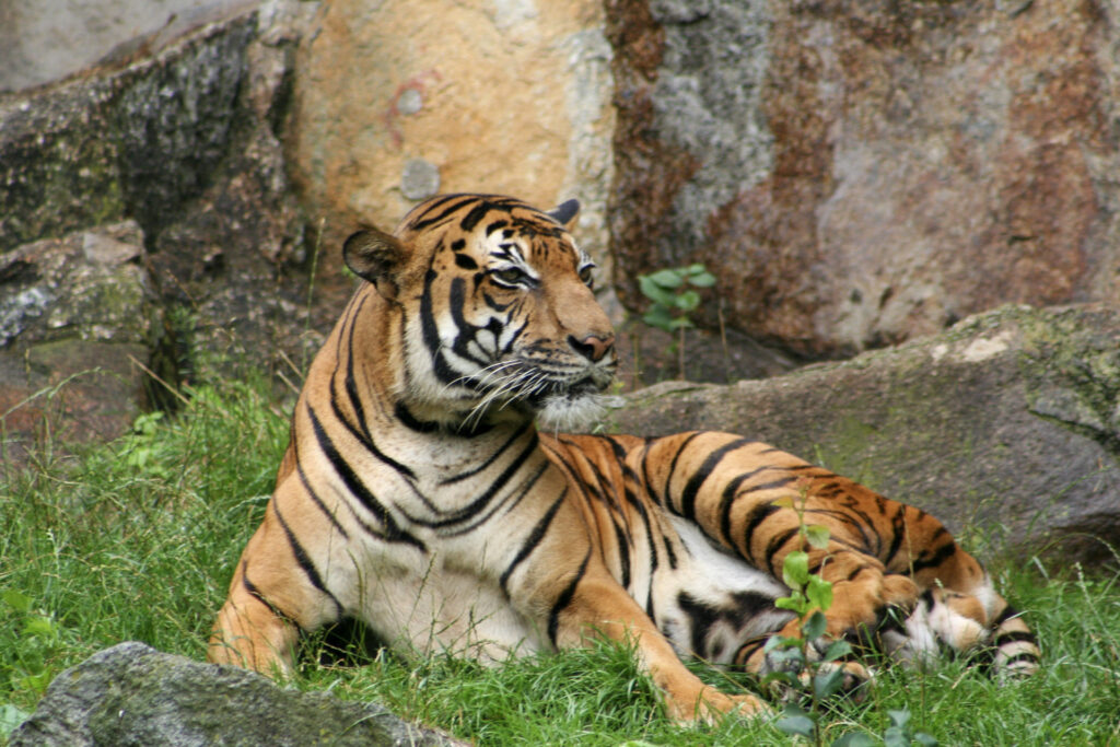 Berliner Zoo