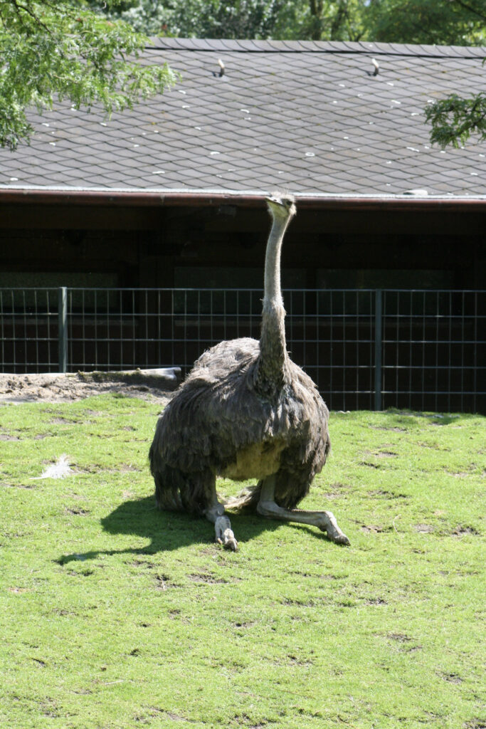 Berliner Zoo