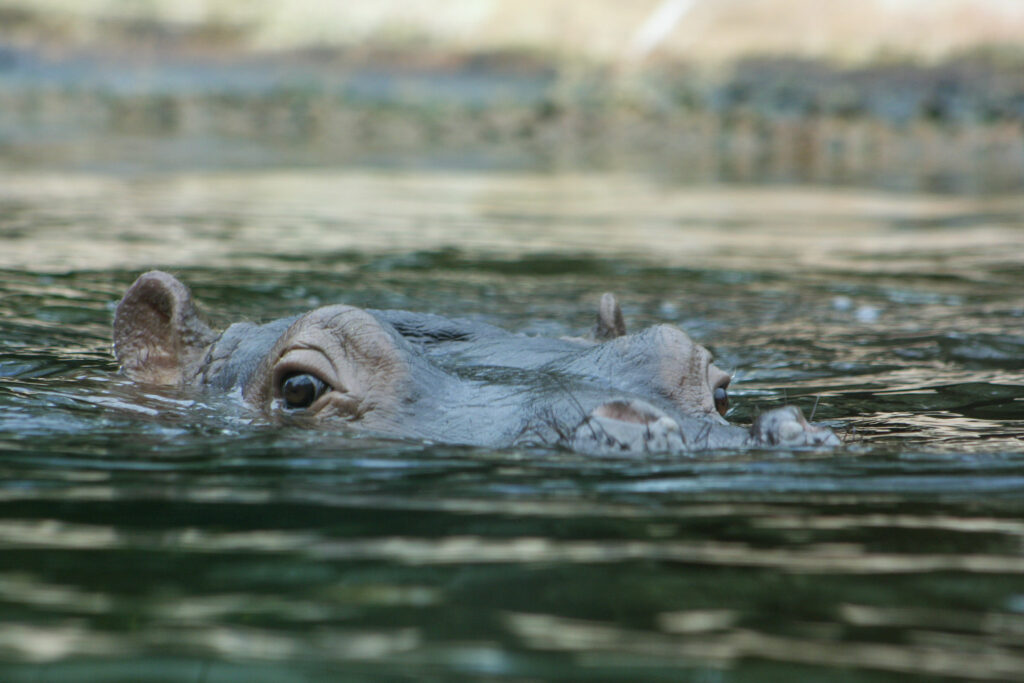 Berliner Zoo