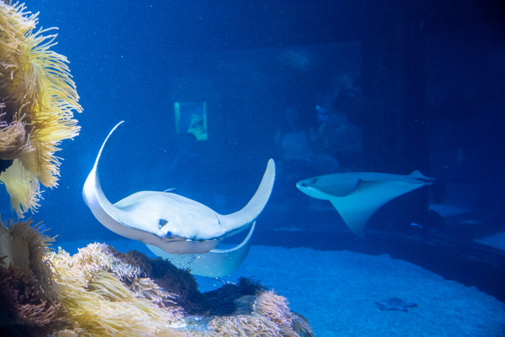 Aquazoo L&ouml;bbecke Museum D&uuml;sseldorf