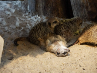 Alwetterzoo Münster Alwetterzoo Münster