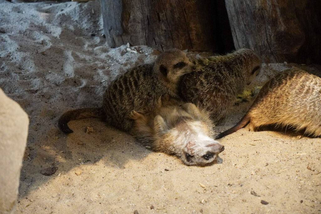 Alwetterzoo Münster Alwetterzoo Münster