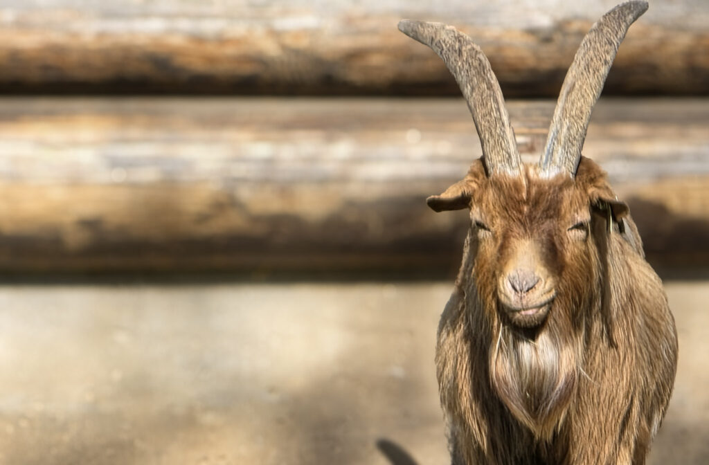 Br&uuml;ckenkopfpark J&uuml;lich