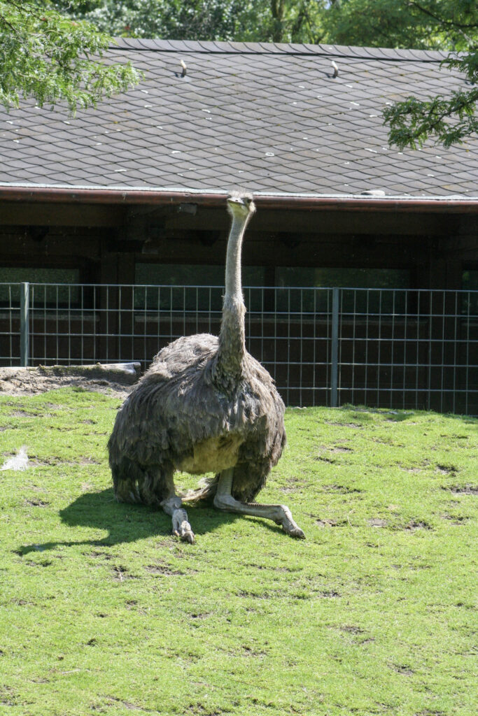 Berliner Zoo