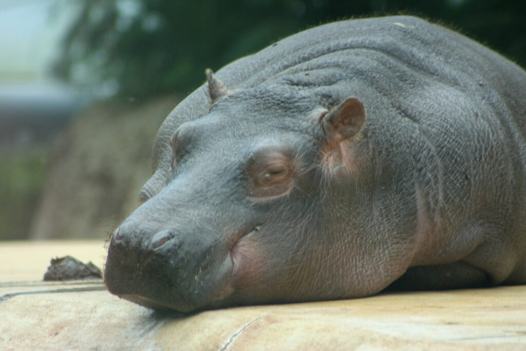 Berliner Zoo