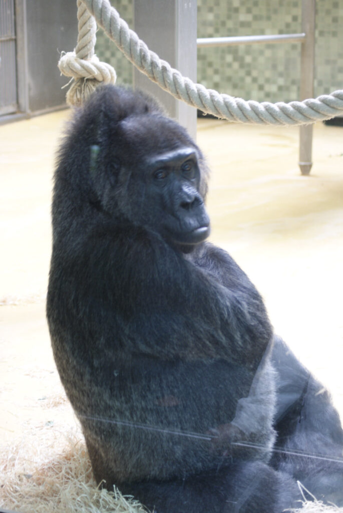 Berliner Zoo