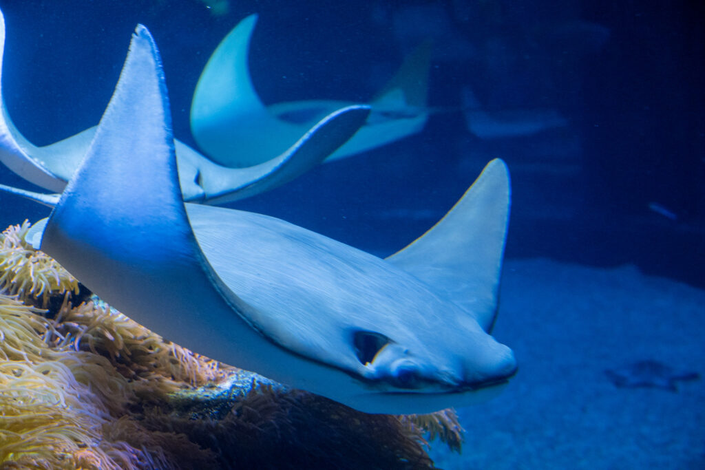 Aquazoo L&ouml;bbecke Museum D&uuml;sseldorf