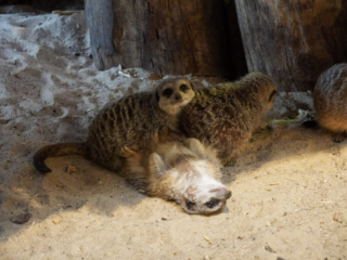 Alwetterzoo Münster Alwetterzoo Münster