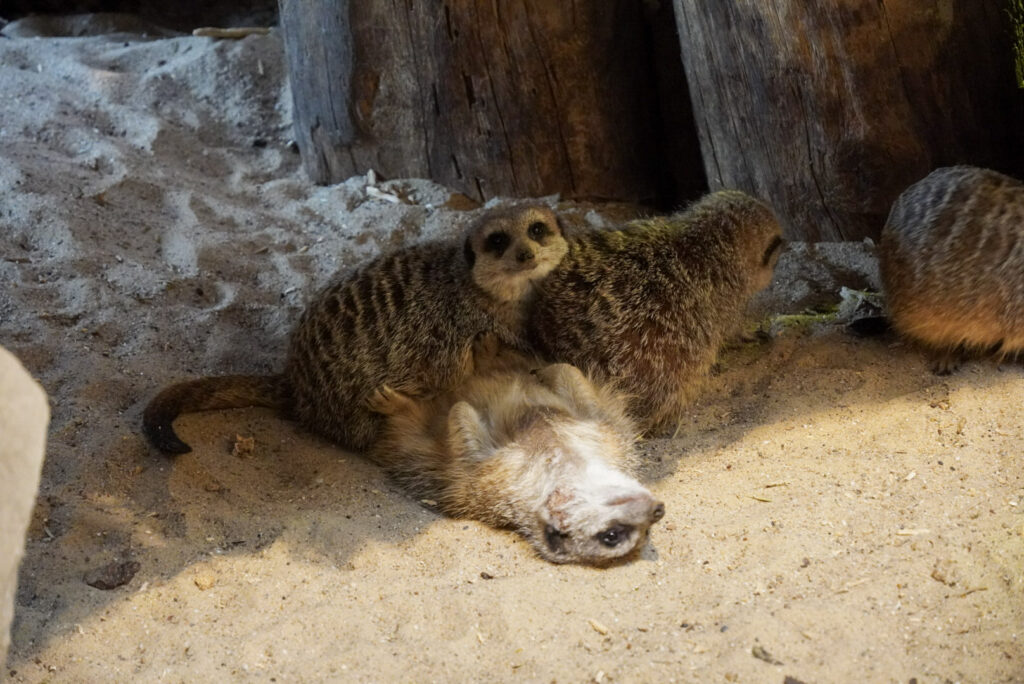 Alwetterzoo Münster Alwetterzoo Münster