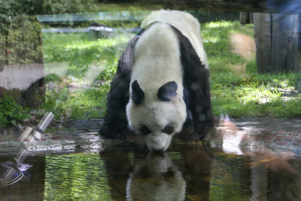 Berliner Zoo