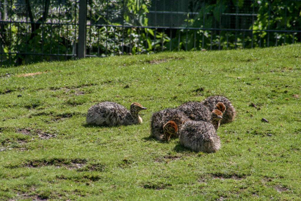 Berliner Zoo