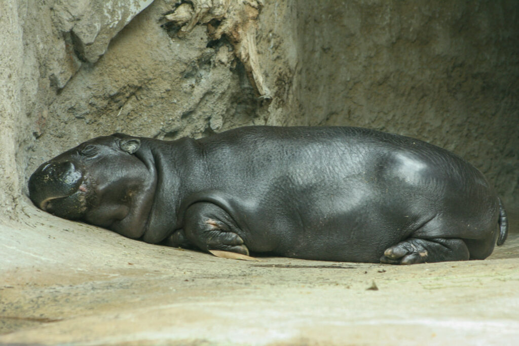 Berliner Zoo