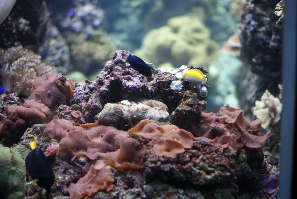 Berliner Zoo