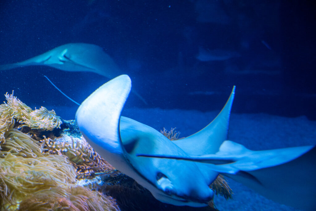 Aquazoo L&ouml;bbecke Museum D&uuml;sseldorf