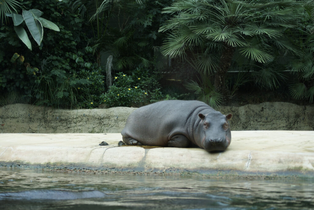 Berliner Zoo